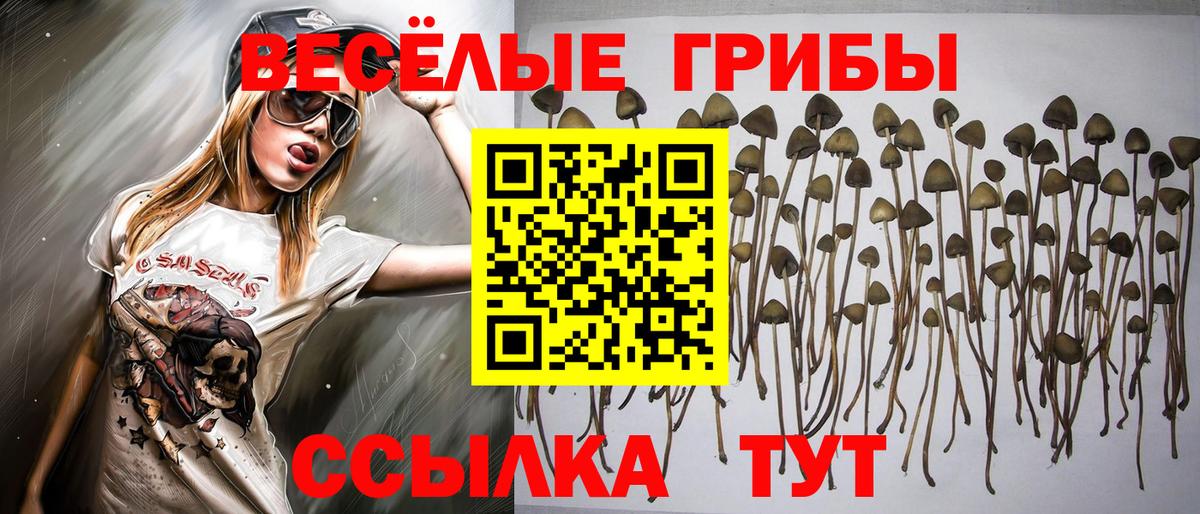 Коряжма  Галлюциногенные грибы Cubensis  Вход с VPN 